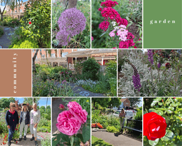 Priorswood Community garden North Taunton flowers bright colours