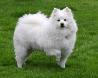 American Eskimo, larger more strength with thicker coat