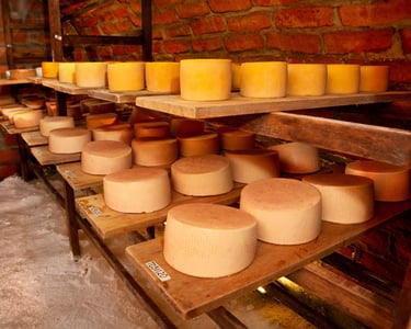 Artisan cheese wheels aging on wooden shelves in a traditional brick cellar.