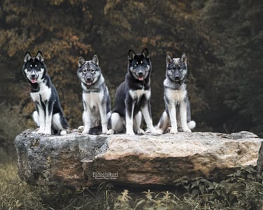 4 Huskyrüden posieren auf einem Jurastein.