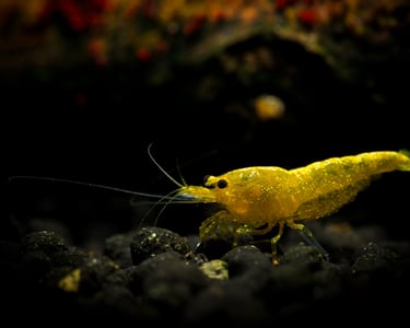 Yellow Dusk cherry shrimp with reflective glitter pigment on dark substrate.