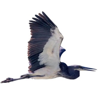 white-bellied-heron-druing-flight-at-puna-tsang-chuu-riverbeds-west-bhutan