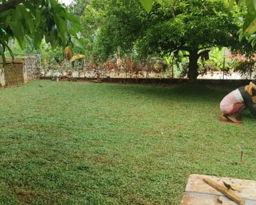 A beautiful Pearl Grass lawn installed in a shaded backyard in Koramangala, Bangalore