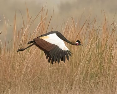 Zwarte kroonkraanvogel in volle vlucht boven een veld met hoog gras.
