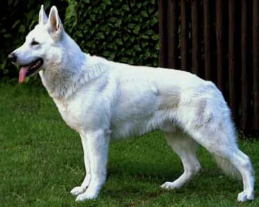  BOSSANOVA von White Angel