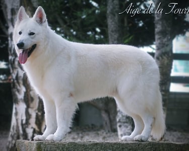 Heart Sylver Majestic Du Bois Des Ternes