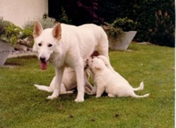 Historique du berger blanc suisse white shepherd White Lilac of Blinkbonny