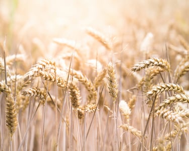 Ferme des pains sauvages - atelier céréales