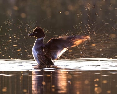 telkkänaaras, goldeneye ravistaa siipiään
