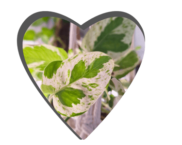 Heart logo for quiet at home brand.