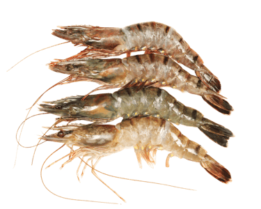 shrimp - awafood jsc