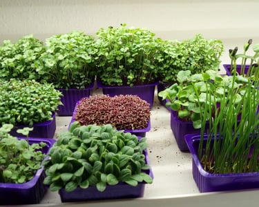 a picture of Early Greens microgreens nursery  produce
