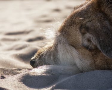 Un chien blanc et roux est allongé sur le sable. On voit sa tête posé sur ses deux pattes.