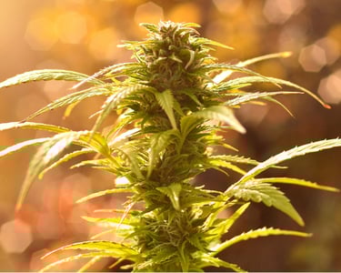 Outdoor Cannabis Plant