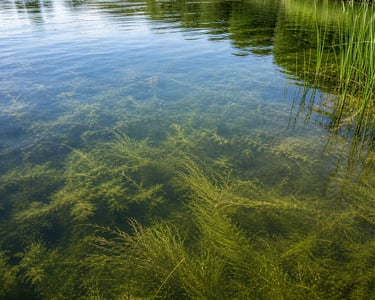 Aquatic weeds growing in clear lake water.