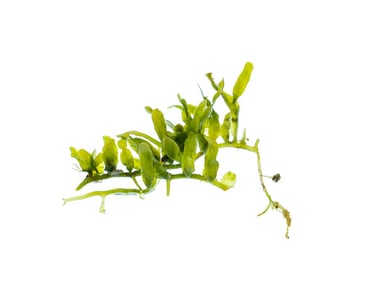 Caulerpa biserrulata