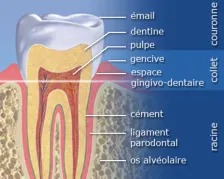 Le parodonte hygiene-precision.com