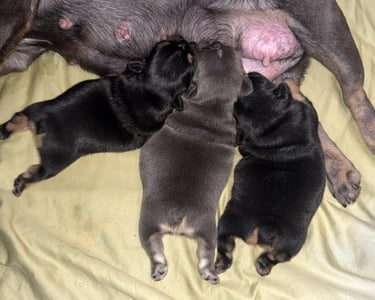 Three newborn French Bulldog puppies nursing from their mother on a soft tan blanket.