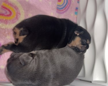 Two newborn French Bulldog puppies, one black and tan and one blue, sleeping together on a pink blanket.