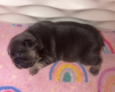 A newborn blue French Bulldog puppy sleeping on a pink rainbow fleece blanket.
