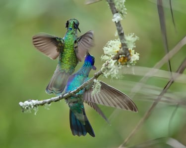 Birding Expedition Vilcabamba Cloud Forests 6 D/5 N