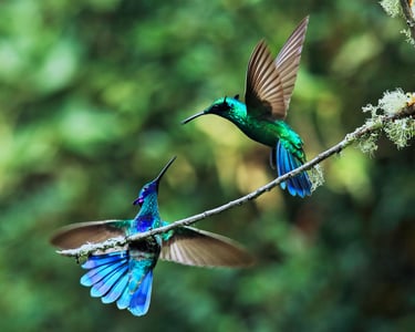 Birding Expedition Vilcabamba Cloud Forests 6 D/5 N