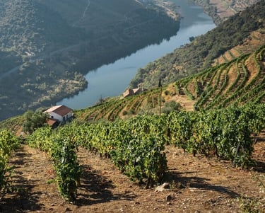 Vista de vinhas de Portugal.