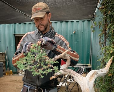 Colin Purcell wires a juniper bonsai tree