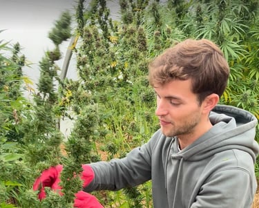 Ferme de Belon : Serre de CBD, manucure de CBD, cbd shop