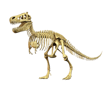 Tyrannosaurus Rex skeletton