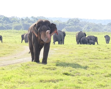 a herd of elephants walking across a grassy field