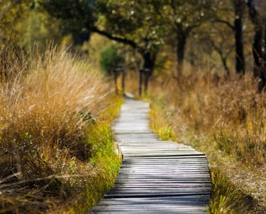 chemin en forêt qui suggère l'appropriation des techniques de sophrologie et l'autonomie acquise