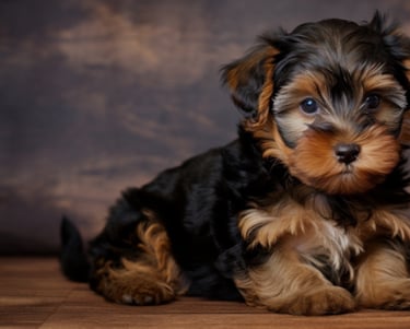 Yorkie breeders near me, Teacup Yorkie puppy for sale, Yorkie puppy near me, Toy Yorkie breeder USA