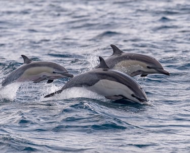 Common Dolphins in Madeira