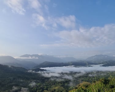 Sierra Nevada de Santa Marta, Terra Forest