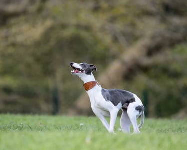 Un chien de la race lévrier courant dans un parc