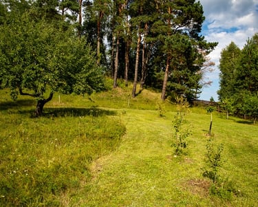 nupjautos žolės dizainas laukinėje vejoje su medžiais 