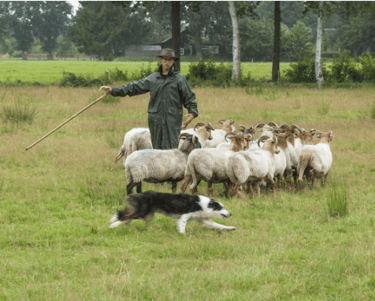 demonstratie schapendrijven