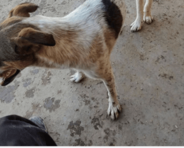 adoptable happy male rez dog, Heeler x, LEONARDO,  Albuquerque, NM New Mexico desertpawsnm.org