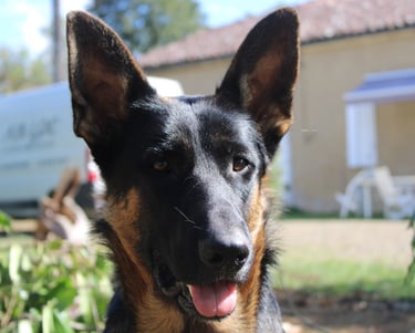 Ferme de Belon : Beauceron chien CBD