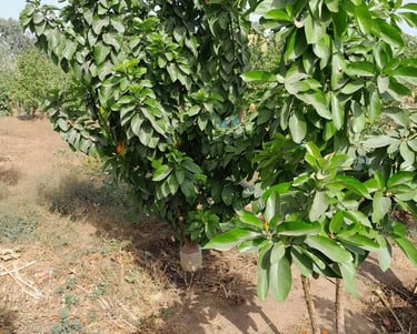 Jeunes Avocatiers