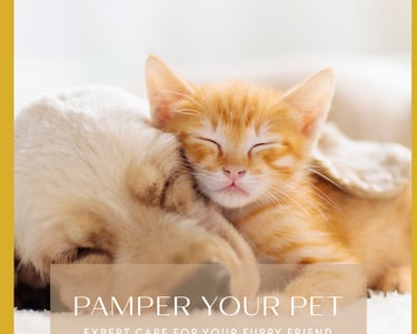 Microfiber Highly Absorbent, Gentle, Fast Drying Towel for Petcare, Pets