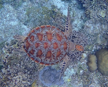 tortuga verde