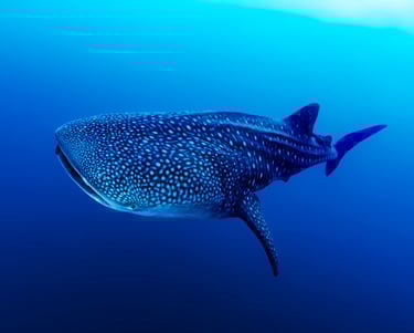 Tiburon ballena