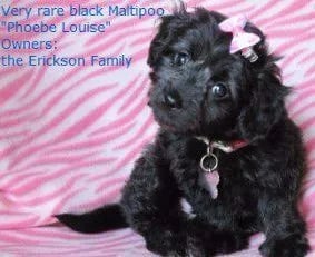 parti black maltipoo