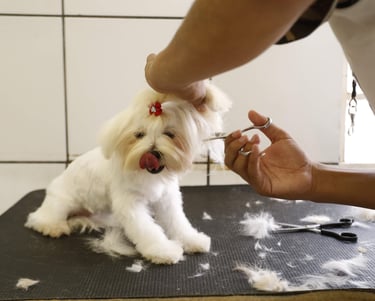 Curso de Tosa Tesoura