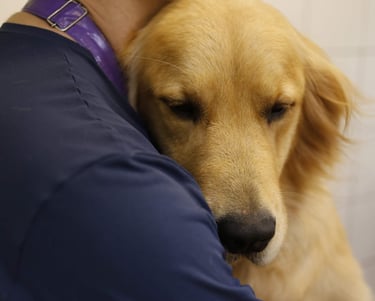 Especialização em Gonden Retriever Trimming do Golden