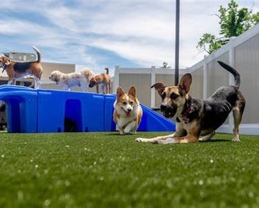 Curso Monitor de Creche Canina Recreação Canina