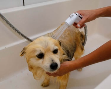 Curso de Banhista Pet