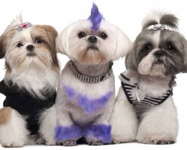 Penteados pet e coloração